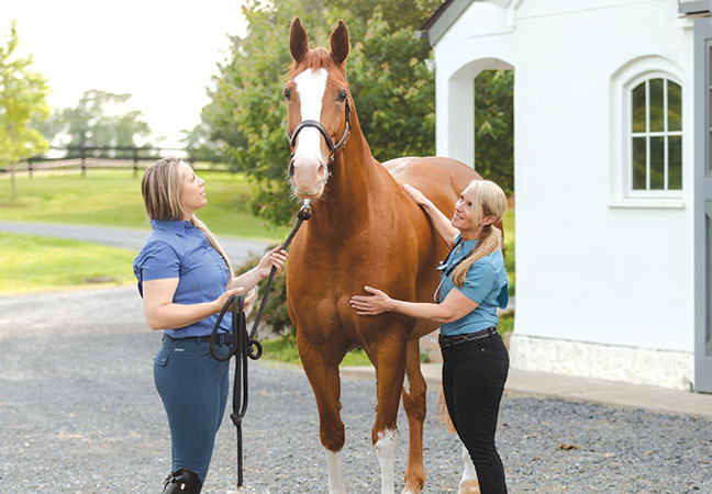 equine ulcers