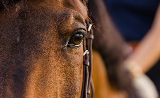 Sleep Deprivation & Narcolepsy in the Horse