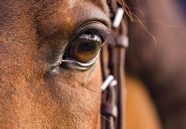 sleep deprivation and narcolepsy in horses